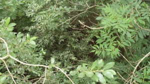 Trackbed at North Brentor bridge